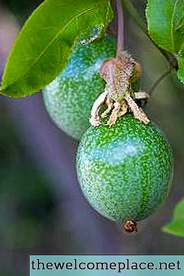 Lista de vides de frutas tropicales