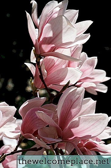 Magnolien-Blumenfarben