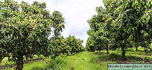 Árbol de mango y sus usos