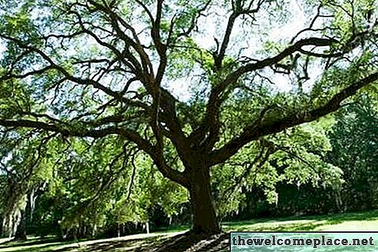 Maple Tree Vs. Pokok oak