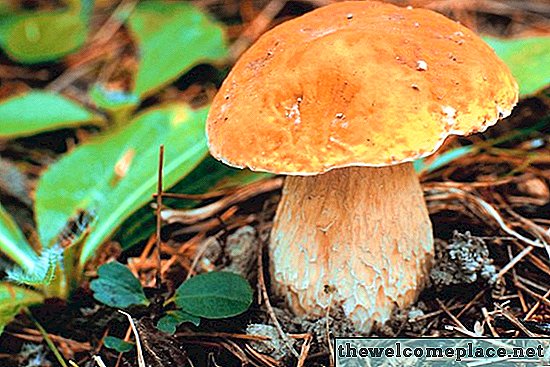 Espèces de champignons du Maryland