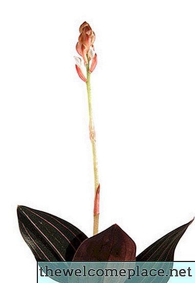Merkitys musta orkidea