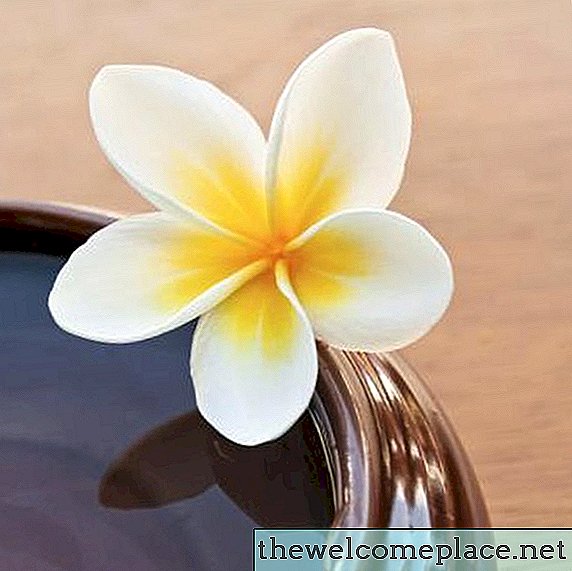 O significado da flor de frangipani