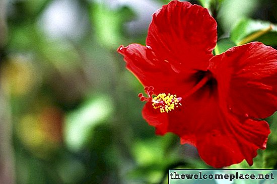O significado de uma flor de hibisco