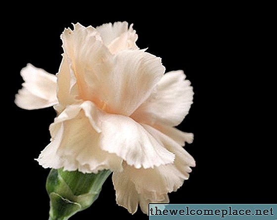 Значение на бели карамфилови цветя
