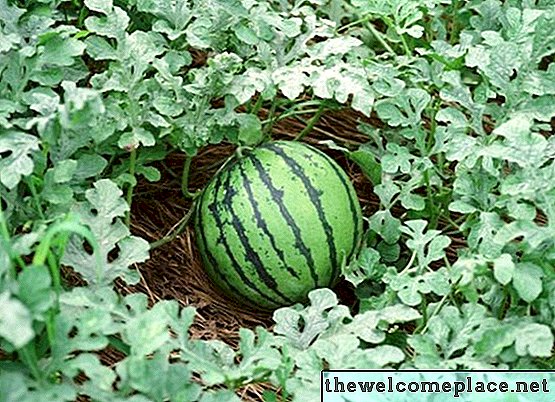 Melon vinstock identifiering