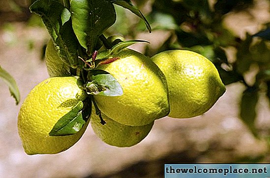Мейер Болезни лимонного дерева