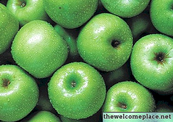 Nejvíce kyselé odrůdy Apple