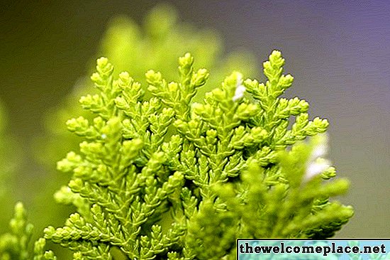 Мое дерево Arborvitae становится коричневым изнутри