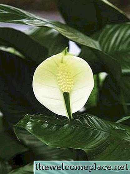 Die Blätter meiner Lilien färben sich gelb