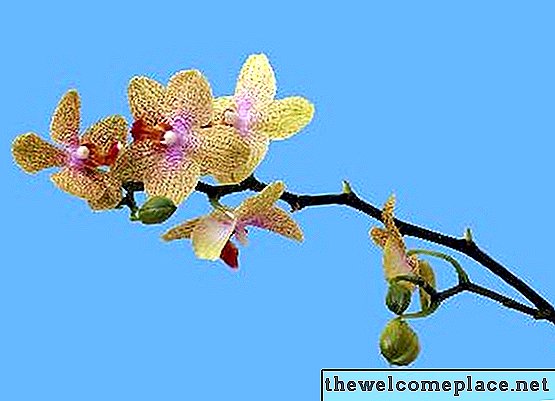 Meine Orchideenblumen verwelken