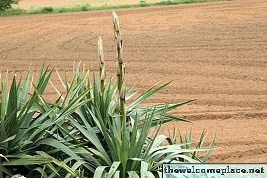 Tumbuhan Yucca saya Mempunyai Daun Brown