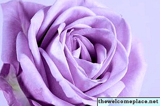Namen der Lavendelrosen