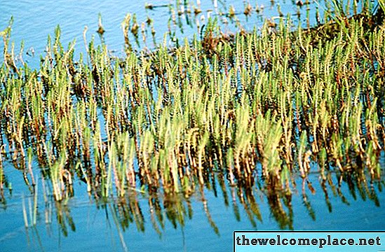 أسماء الأعشاب الطويلة التي تنمو حول البحيرات