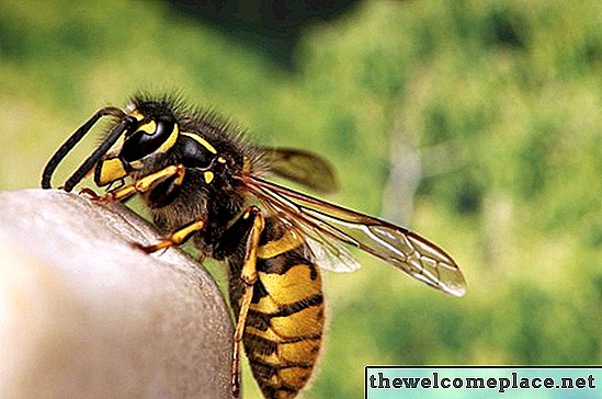 Natuurlijke roofdieren van wespen