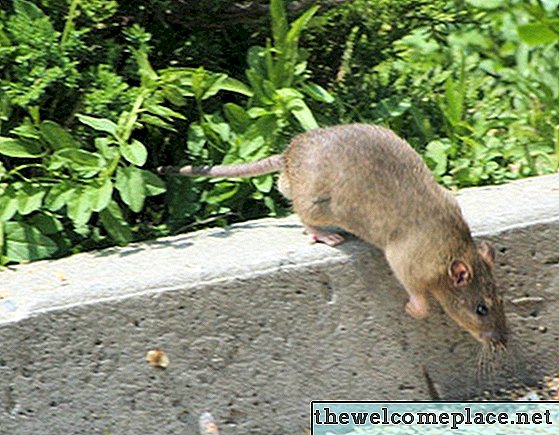 Naravni strup za podgane