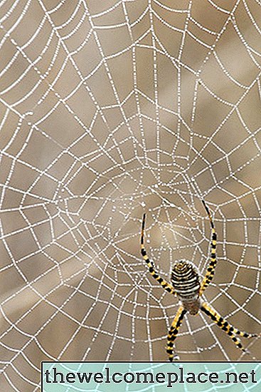 Ierburi naturale pentru controlul păianjenului