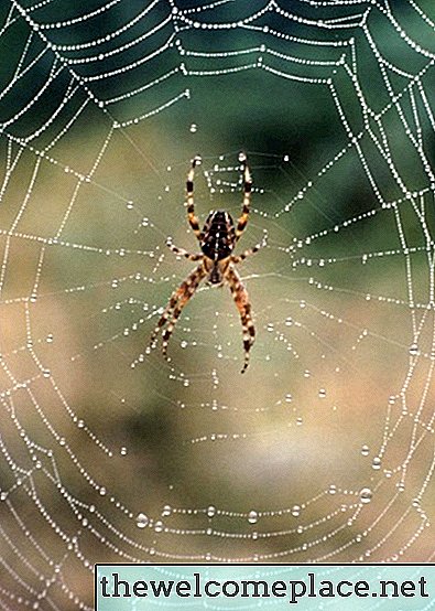 Formas naturales de deshacerse de hormigas y arañas en su casa