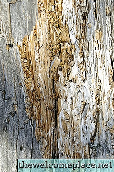 Formas naturales de repeler termitas