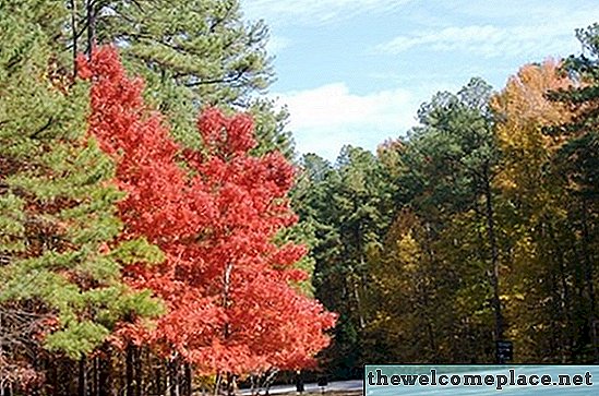 Nussbäume in North Carolina