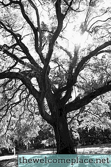Pohon Oak Dengan Jamur Lumut