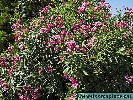 Oleander növénymagasság és típusok