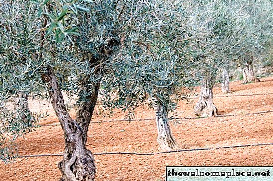Olivenbäume im Nordosten