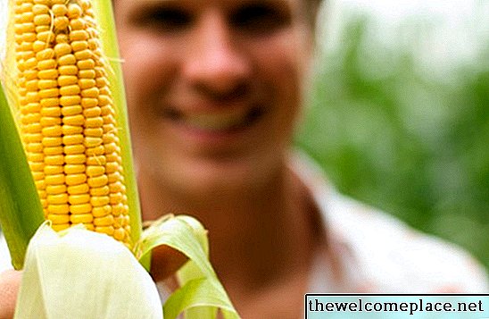 Una vez que las borlas de maíz, ¿cuánto tiempo hasta que las mazorcas estén maduras?