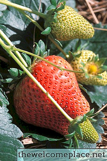 Maneiras orgânicas de manter as formigas fora das minhas plantas de morango