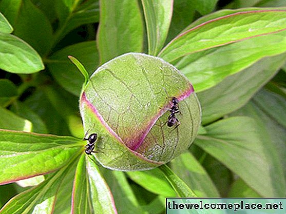 النباتات في الهواء الطلق التي صد النمل