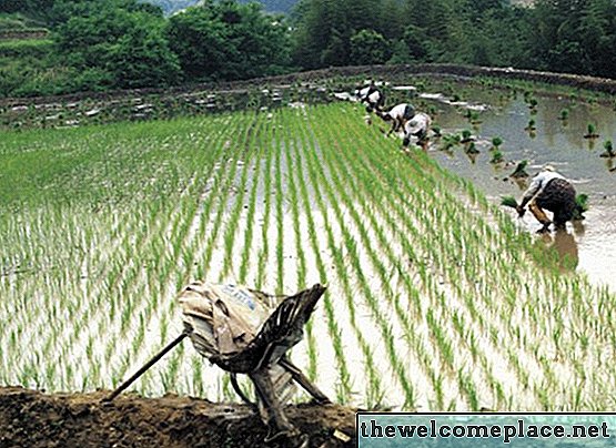 Parties d'une plante de riz