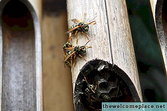 Schädlingsbekämpfung Bomben, die Wespen töten