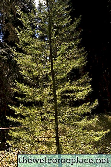 Diámetro del árbol de pino vs. Años