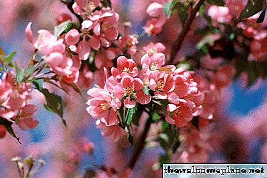 핑크 꽃 나무 식별