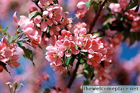 الوردي شجرة المزهرة تحديد - الأشجار