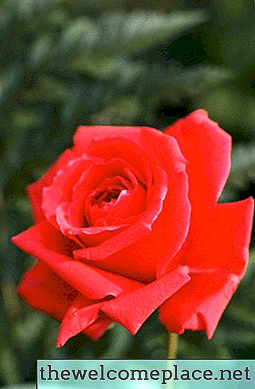 Plaatsen om een ​​rode roos te kopen