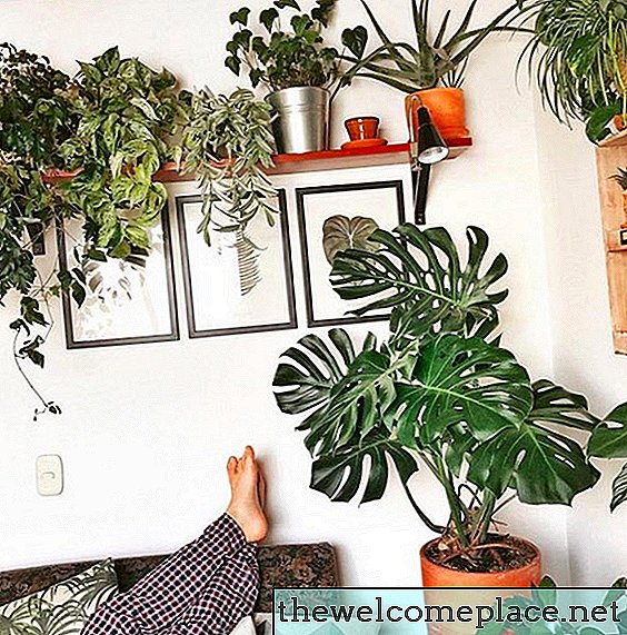 De #PlantLady Instagram-foto's waar we een grote inspectie van krijgen