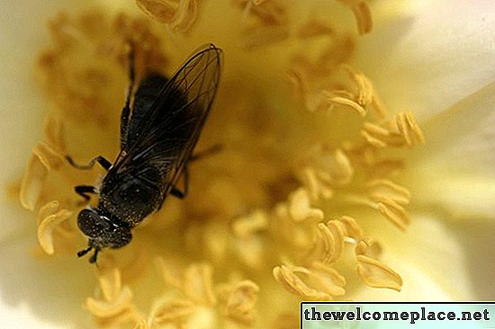 Растения и цветя, които държат Wasps & Bees Away