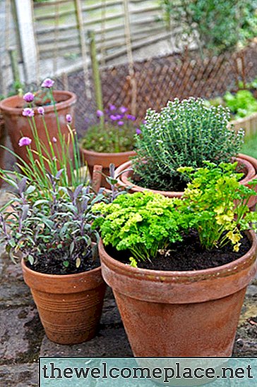 Plantes pour un lit de jardin peu profond