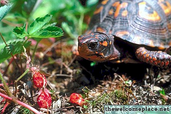 Pflanzen, die für Dosenschildkröten giftig sind