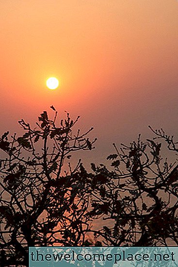 Pflanzen, die in der Abendsonne gut wachsen