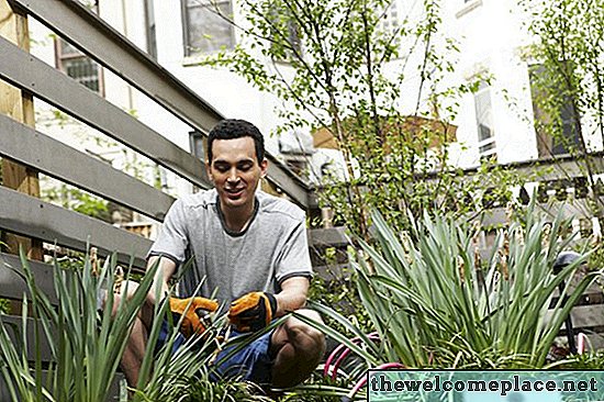 Les plantes qui ont des lames tranchantes