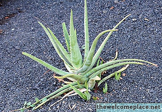 Pflanzen, die aussehen wie Aloe Vera