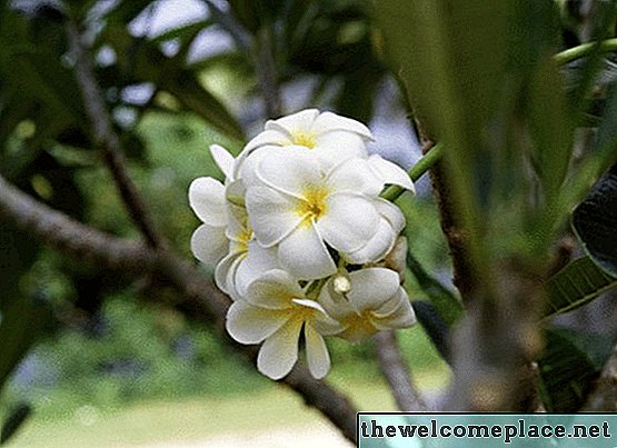 معدل نمو Plumeria