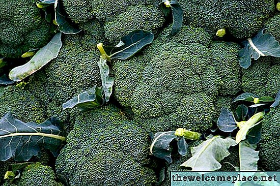 Fiori di broccoli velenosi