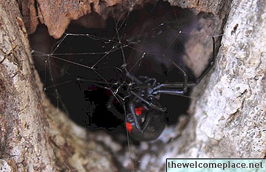 עכבישים וחרקים רעילים במישיגן