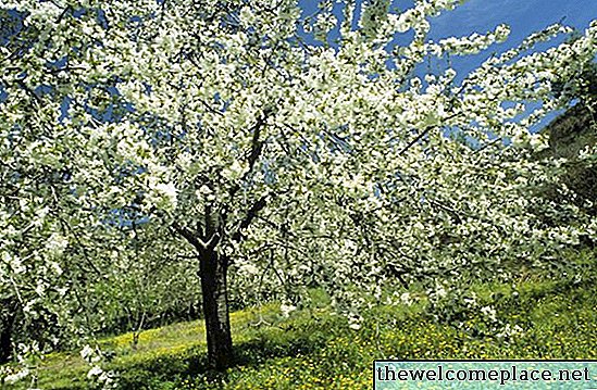 Cerisiers sauvages toxiques en Amérique du Nord