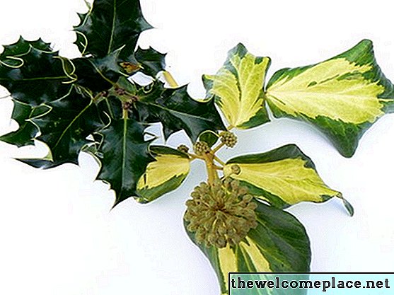 Conserver des feuilles de conifères fraîches pour la décoration