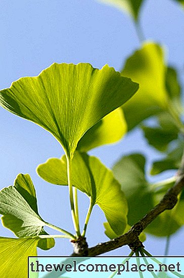 Problemas con las hojas del árbol de gingko