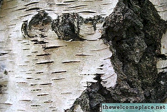 Problèmes avec les arbres de bouleau argenté